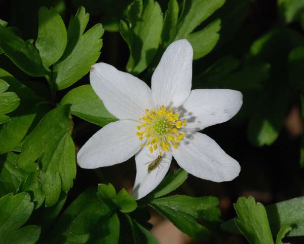 [image d049.jpg]