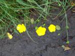 [image 37/imgp0513/jpg]