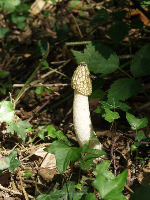 [image fungi.jpg]