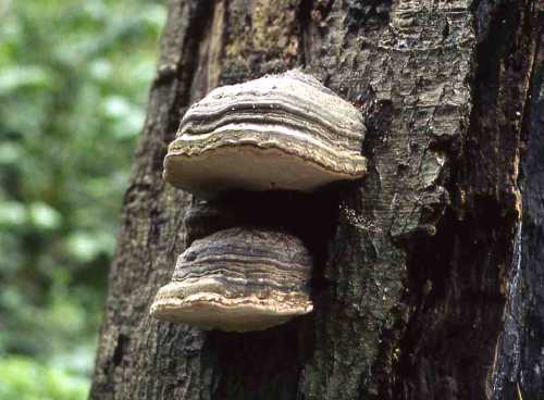 [image fungi1046.jpg]
