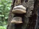 [image 33/fungi1046/jpg]