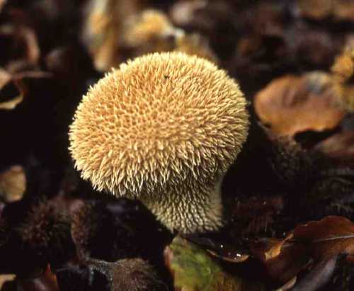 [image fungi2047.jpg]
