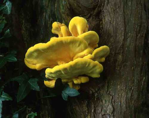 [image fungi3048.jpg]