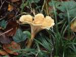 [image 36/fungi4049/jpg]