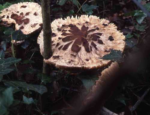 [image fungi5050.jpg]