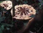 [image 37/fungi5050/jpg]