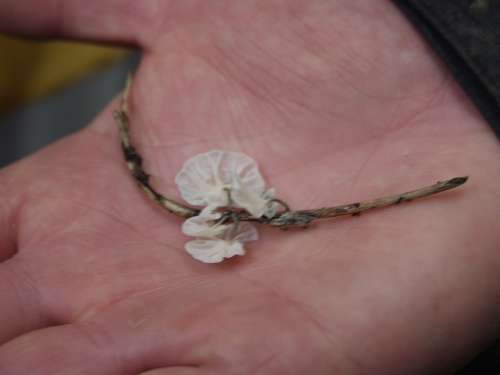 [image p4067.jpg]