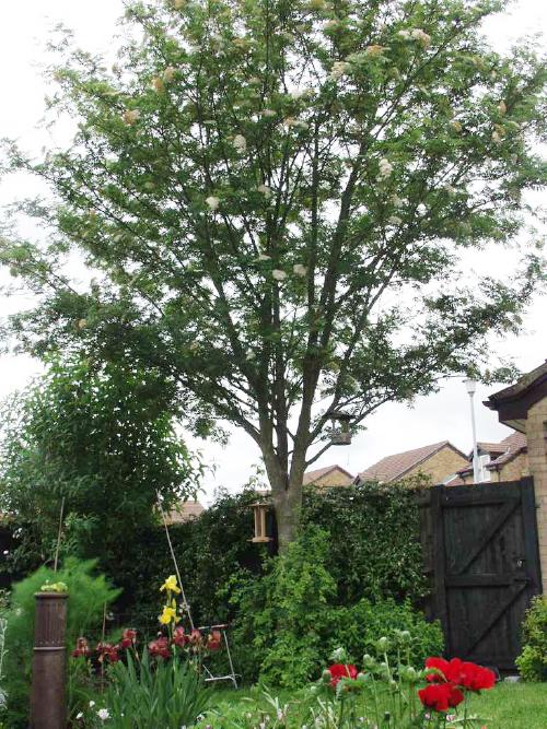 [image alholetree.jpg]