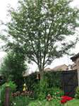 [image 51/alholetree/jpg]