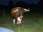 [image 78/cattle/jpg]