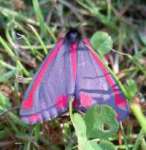 [image 83/cinnabar4/jpg]