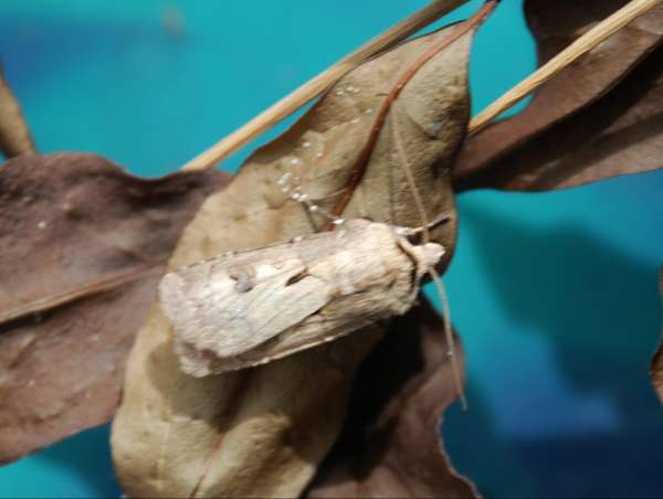 [image dsc_0300.jpg]