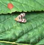 [image 76/micro1029/jpg]