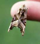 [image 53/moth1054/jpg]