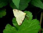 [image 54/moth171/jpg]