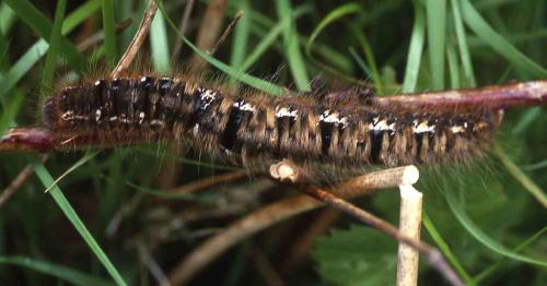 [image moth2055.jpg]