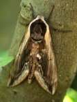 [image 43/moth3056/jpg]