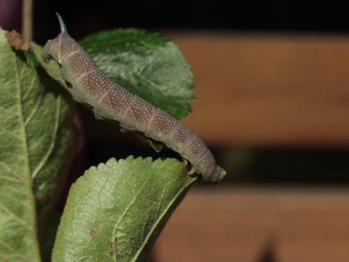 [image moth323.jpg]