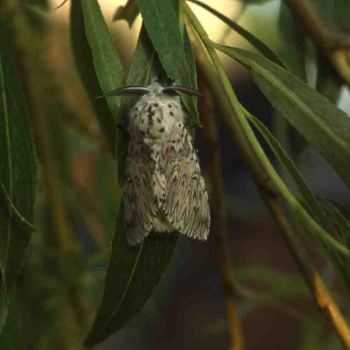 [image moth4058.jpg]
