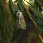 [image 52/moth4058/jpg]
