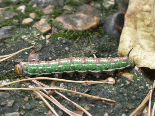 [image moth413.jpg]