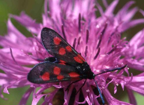 [image moth5059.jpg]