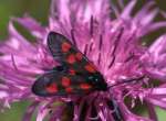 [image 62/moth5059/jpg]