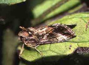 [image moth6027.jpg]