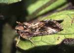 [image 63/moth6027/jpg]