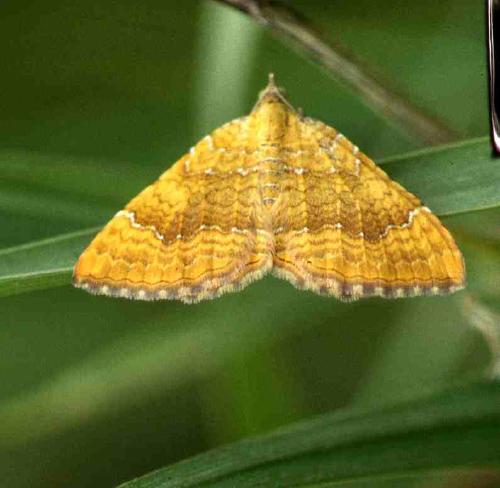 [image moth6060.jpg]