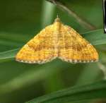 [image 55/moth6060/jpg]