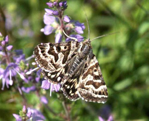 [image moth7061.jpg]