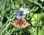 [image 61/moth9071/jpg]