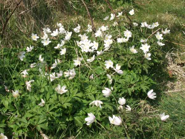 [image anemones.jpg]