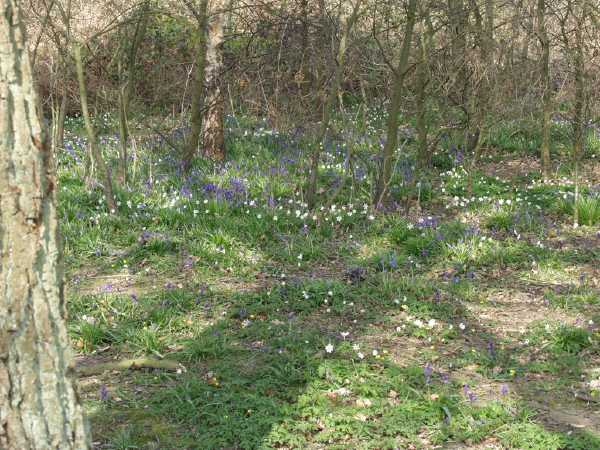 [image bluebells.jpg]