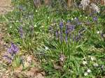 [image 8/bluebells2/jpg]