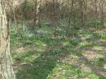 [image 5/bluebells/jpg]