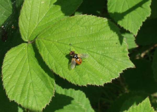 [image ladybird.jpg]