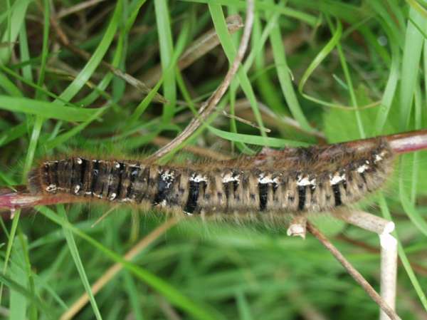 [image larvae.jpg]