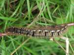 [image 27/larvae/jpg]