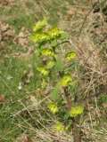 [image 10/spurge/jpg]