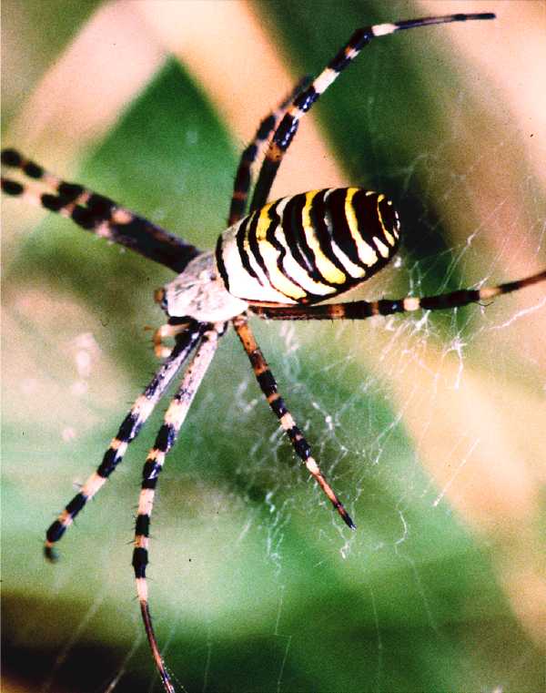 [image wasp.jpg]