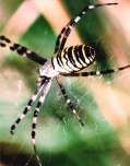 [image 18/wasp/jpg]