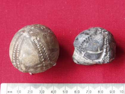 Fossil sea urchins
