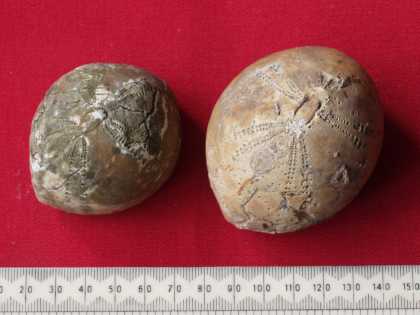 Fossil sea urchins