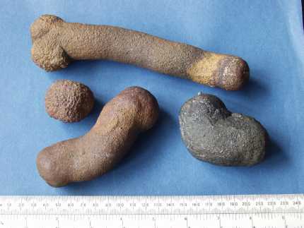 Pyritised nodules
