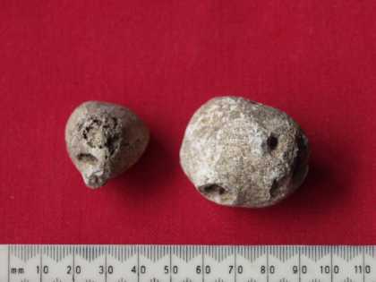 Fossil sponges