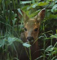 Roe Deer