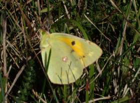 Clouded Yellow