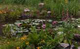 our pond